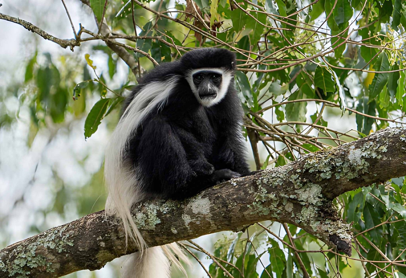Arusha np (2)
