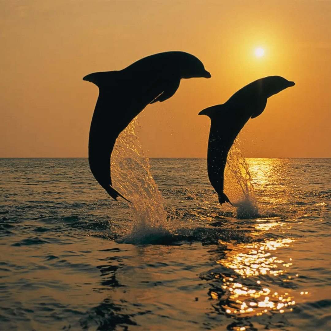 Dolphins