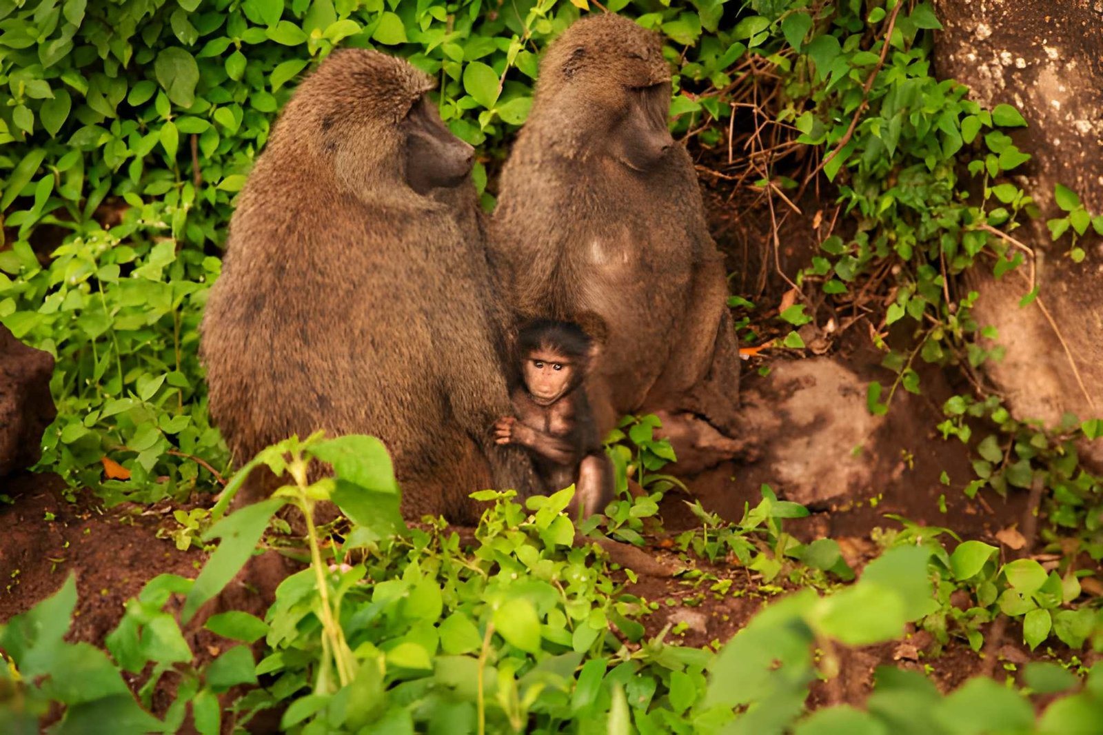 Lake manyara baboon