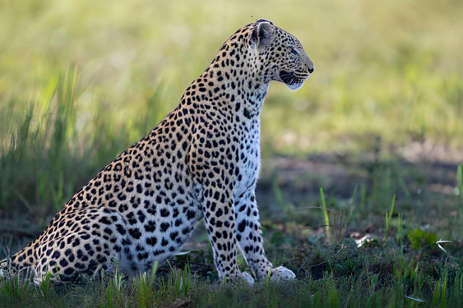 Wildlife Safaris