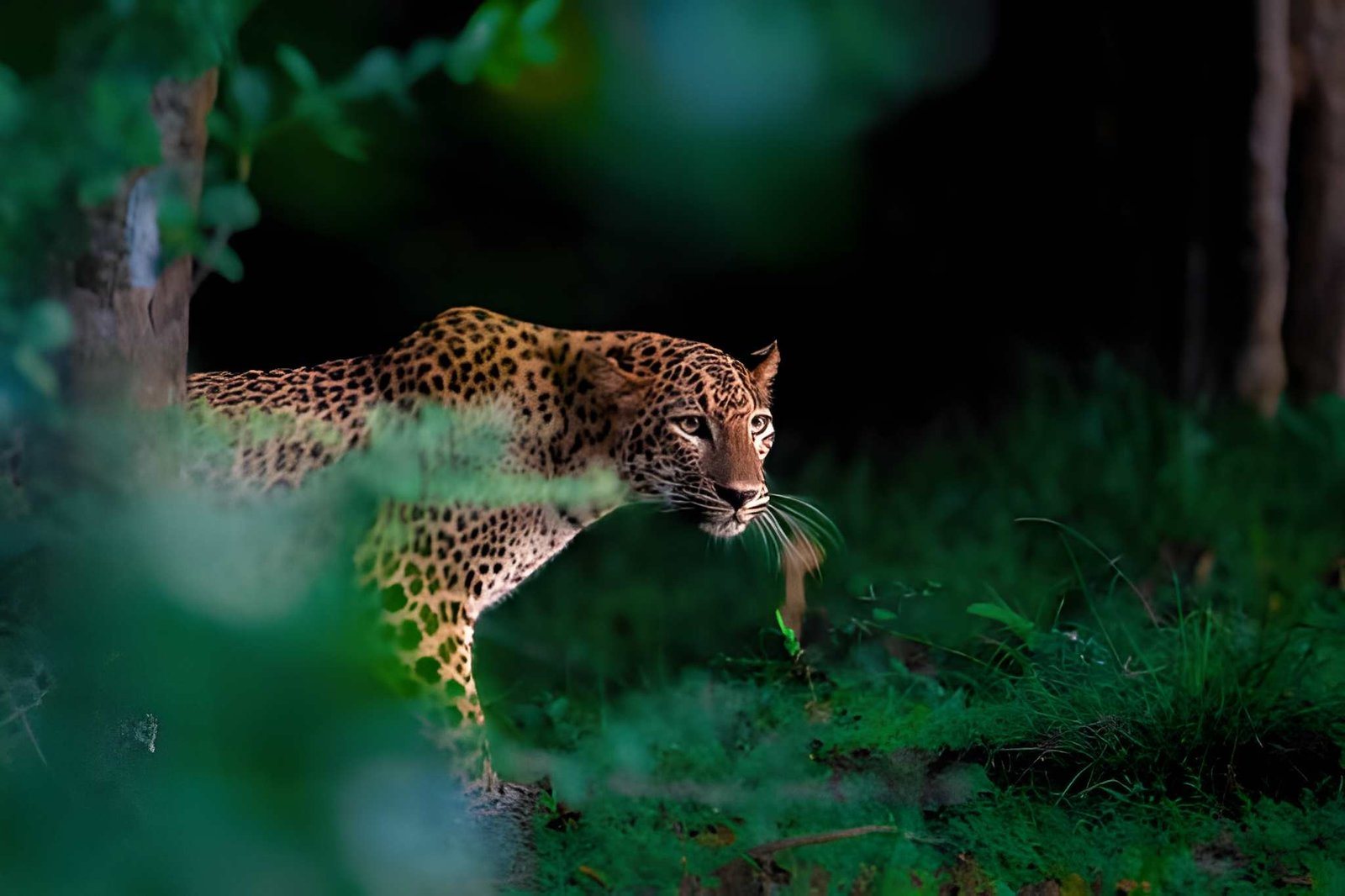 Leopard