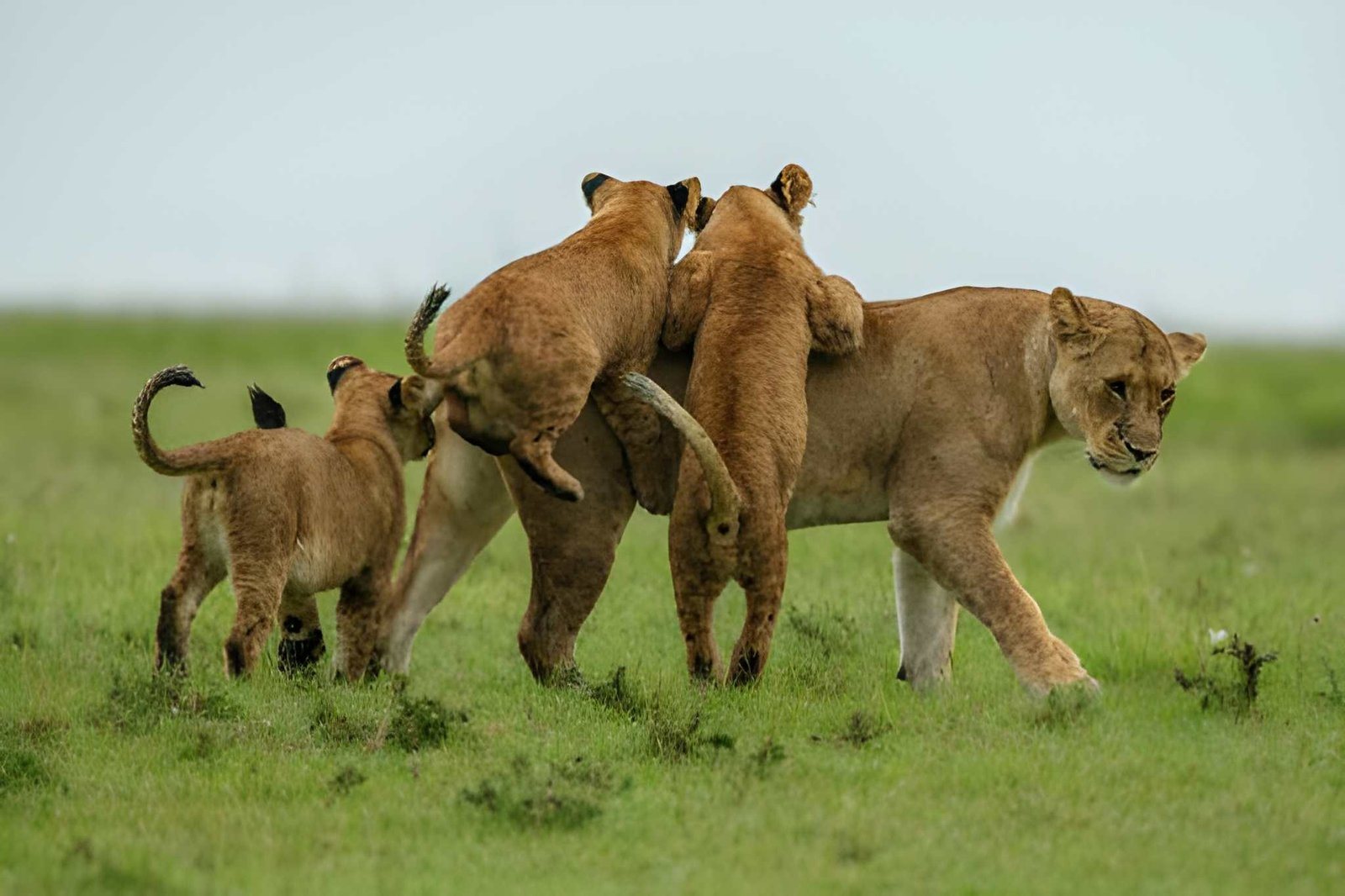 Lion cubs