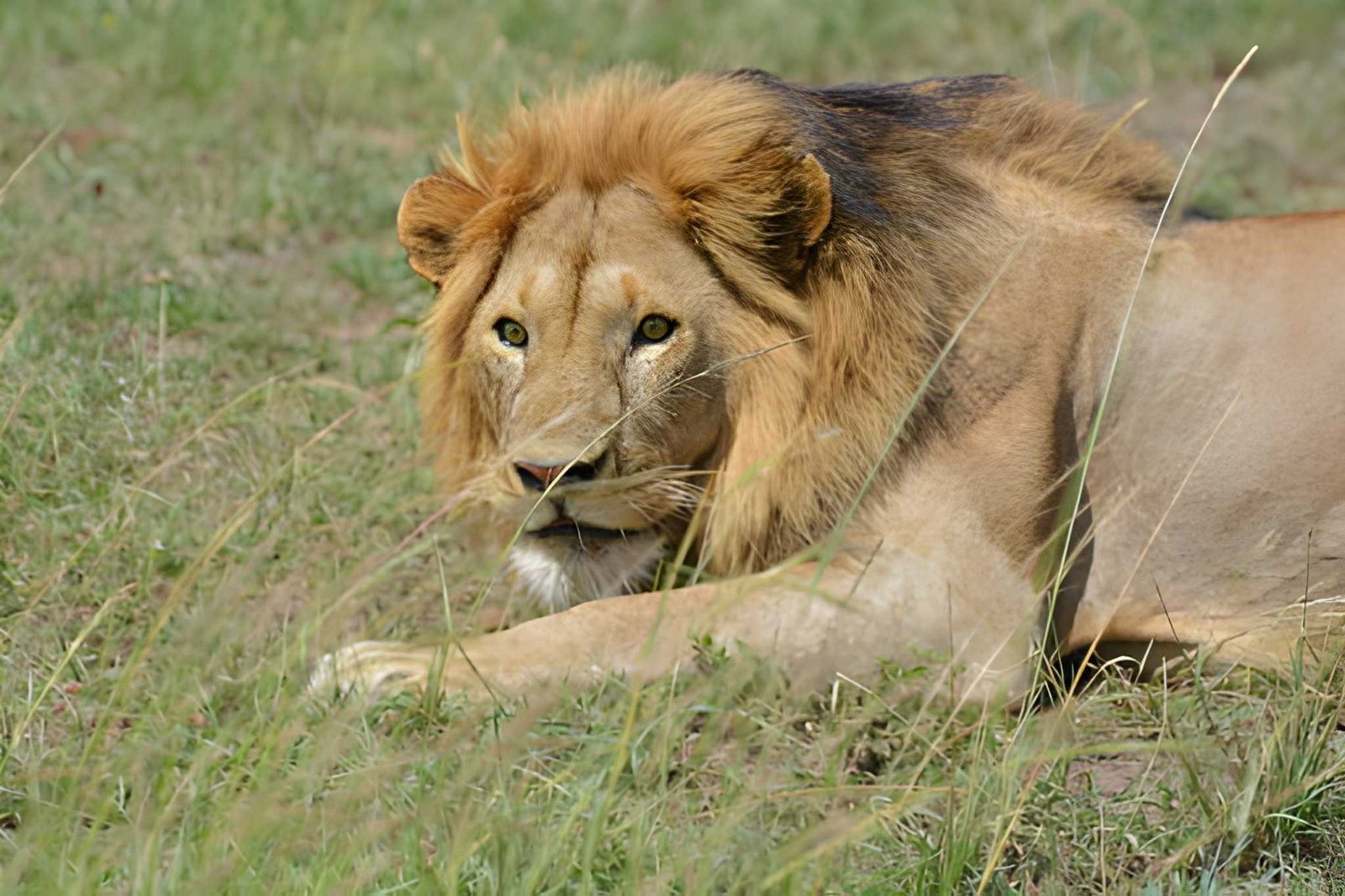 Lion male