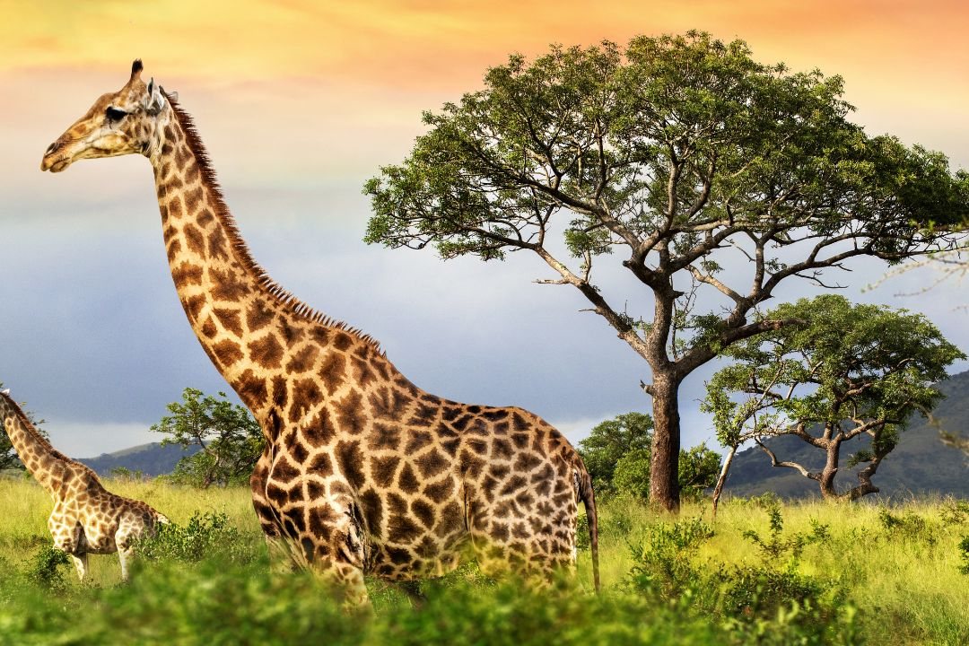 Landscape of Mkomazi National Park