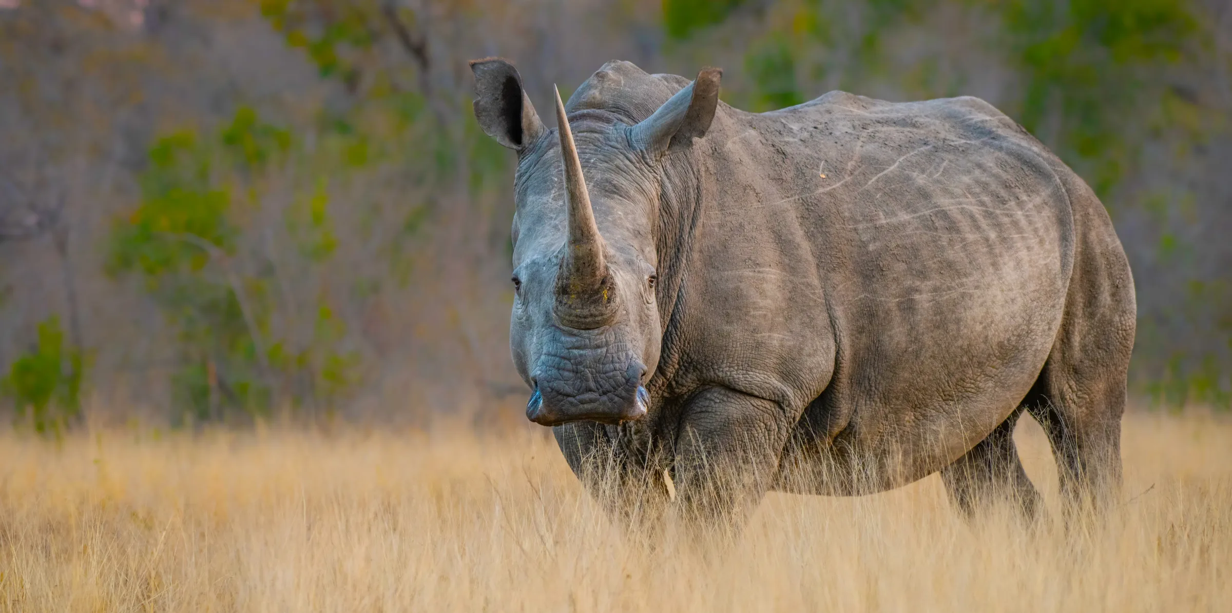 Mkomazi national park banner