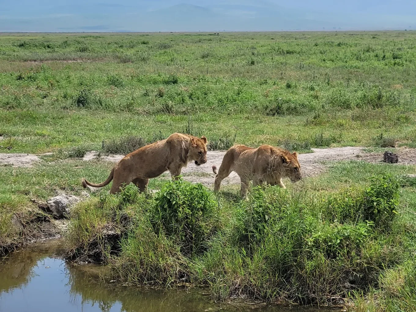 Ngorongoro Conservation Area & Crater, Tanzania