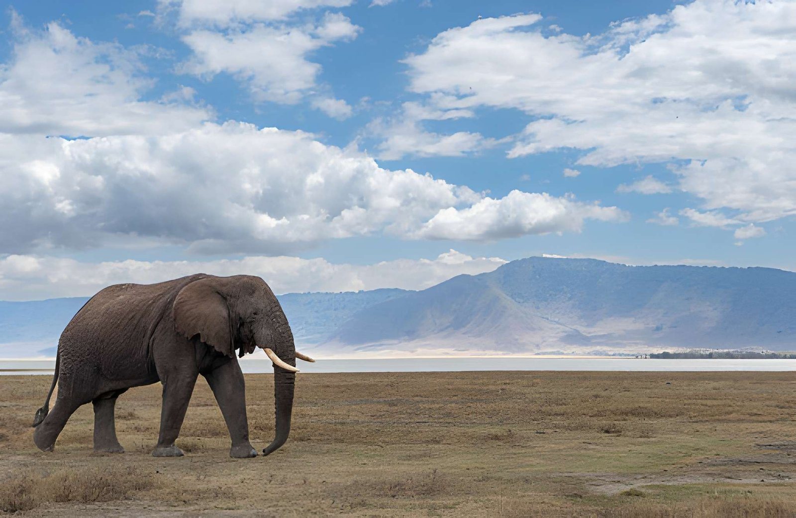 Ngorongoro Crater Day Trip