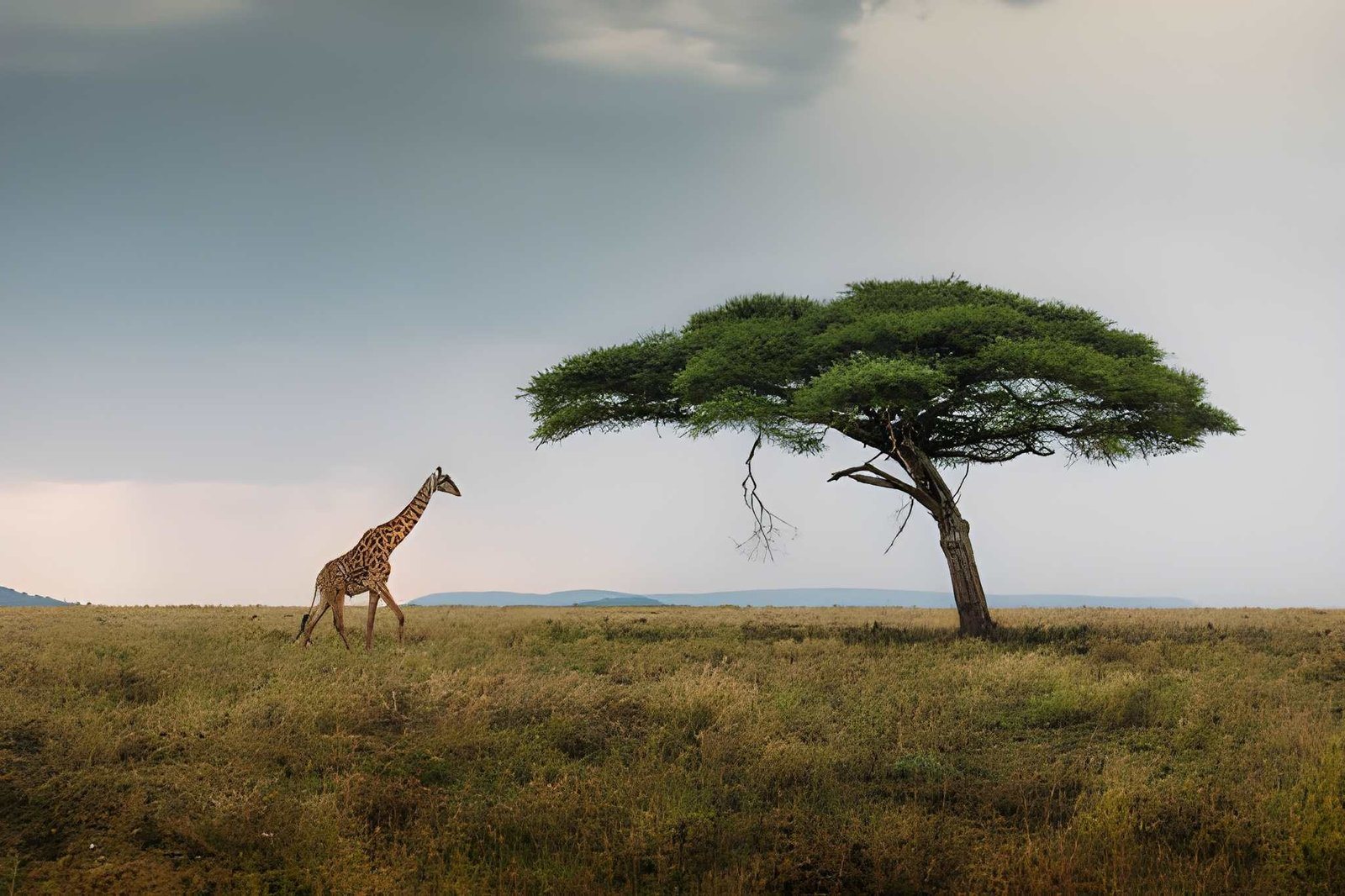 Acacia trees on the savanna at dusk