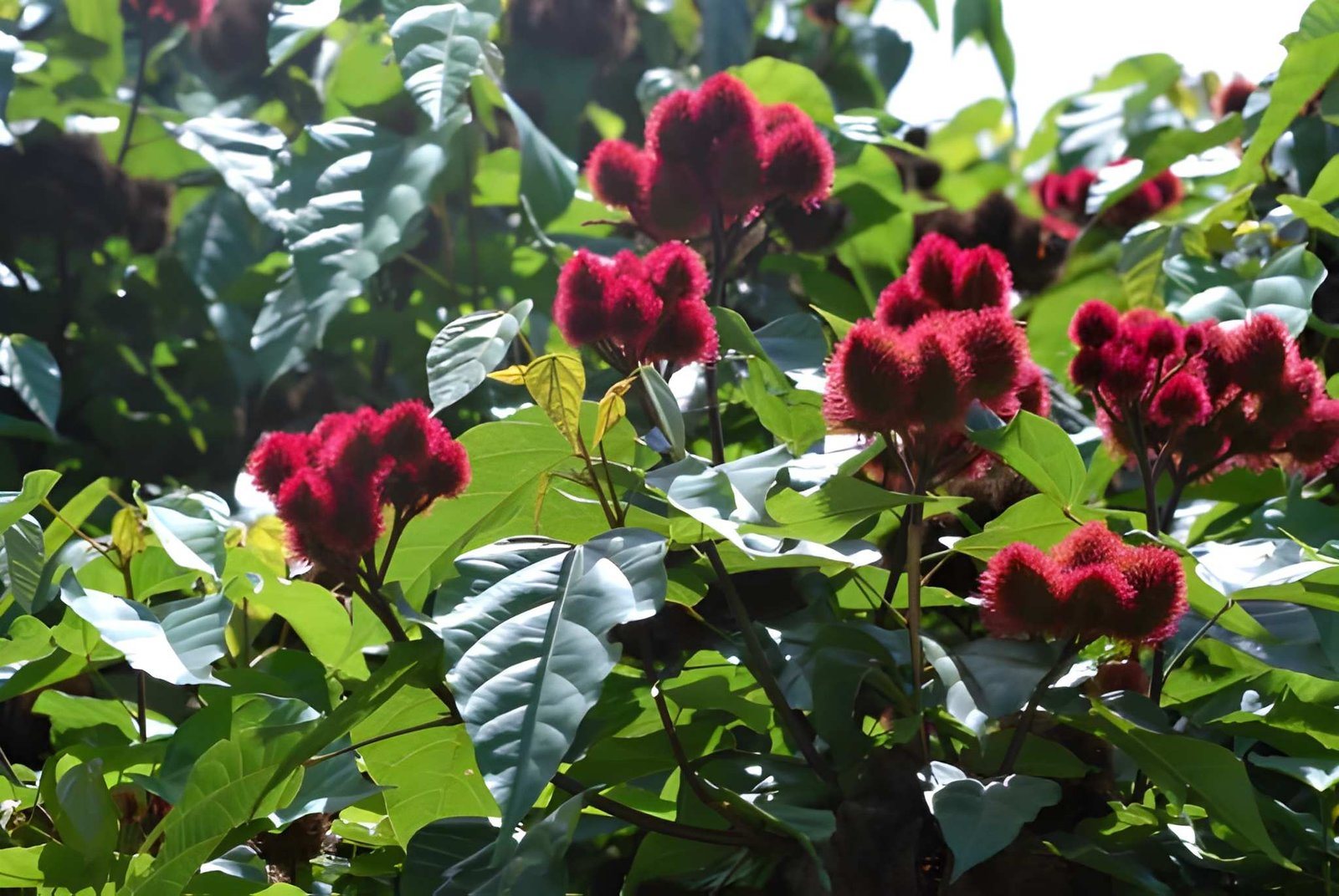 Stone Town & Spice Farm Tours (3)
