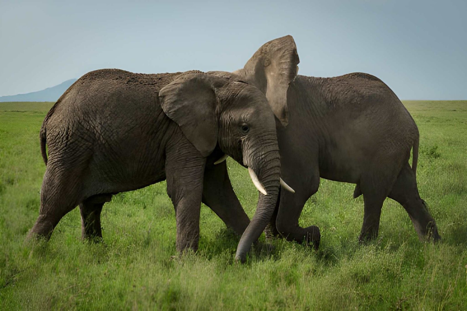Tanzania wildanimal (11)