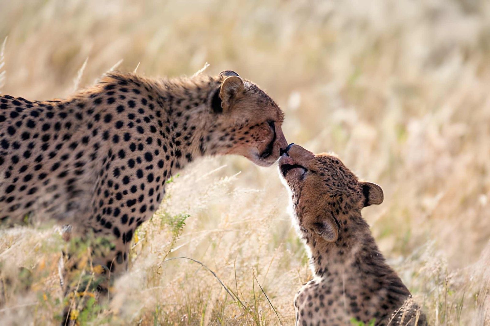 Tanzania wildanimal (3)