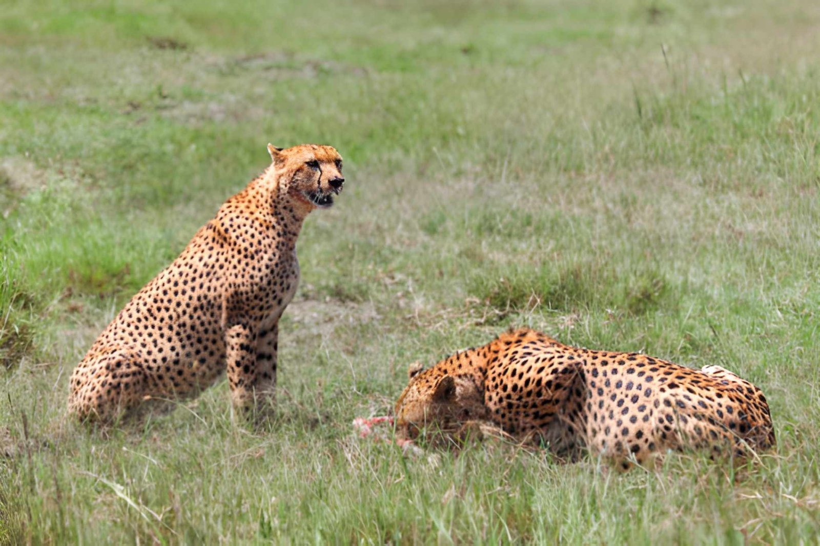 Tanzania wildanimal (4)
