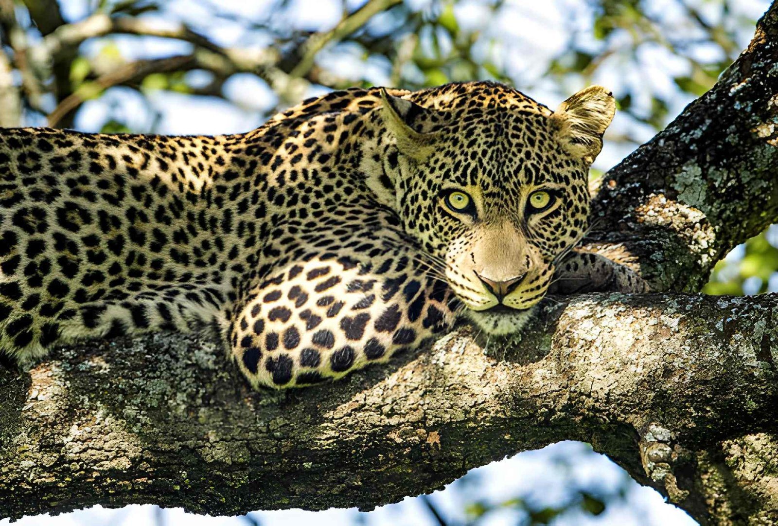 Tanzania wildanimal (5)
