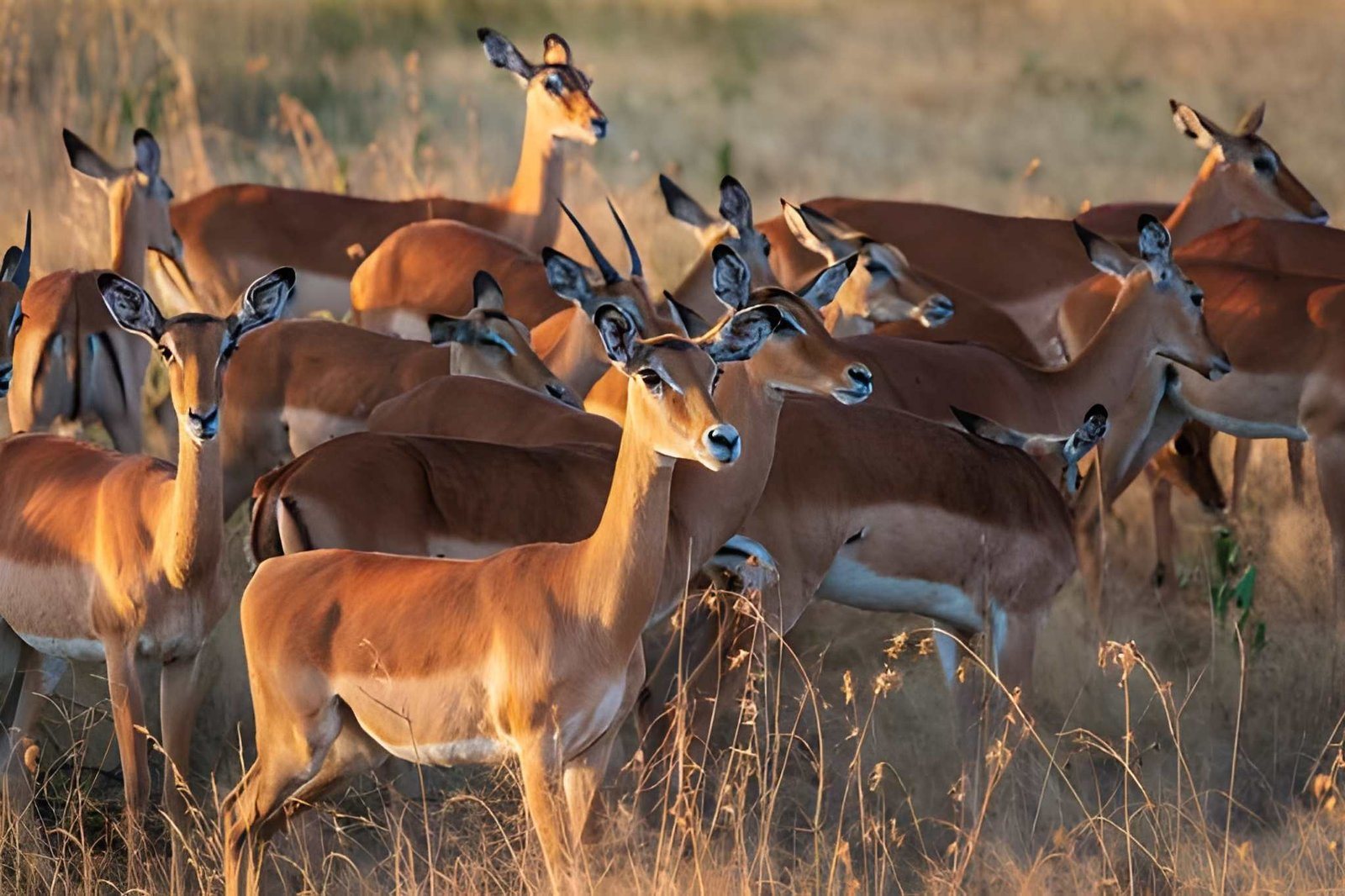 Tanzania wildanimal (6)