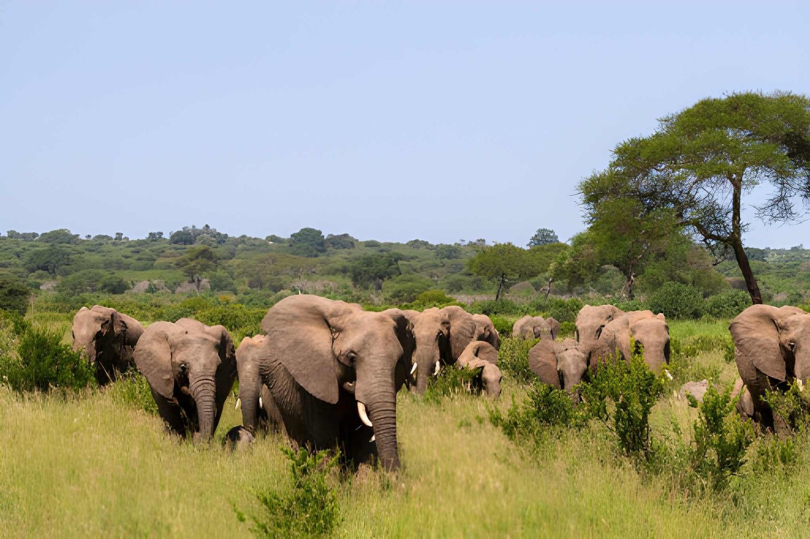 Tarangire National Park Day Trip