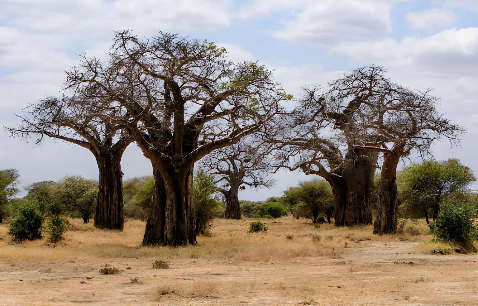 Tarangire national park