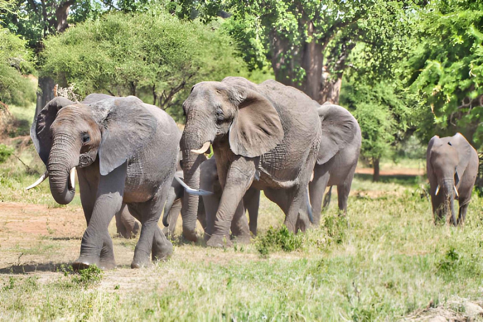 Landscape of Tarangire National Park
